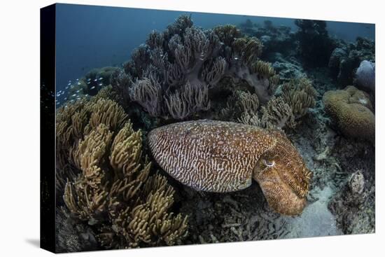 A Broadclub Cuttlefish Swims Above a Diverse Reef in Indonesia-Stocktrek Images-Premier Image Canvas