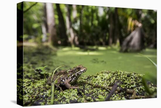 A Bronze Frog at Jean Lafitte National Historical Park and Preserve, New Orleans, Louisiana-Neil Losin-Premier Image Canvas