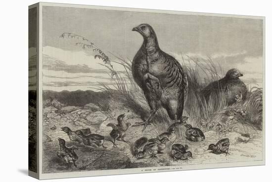 A Brood of Partridges-Harrison William Weir-Premier Image Canvas