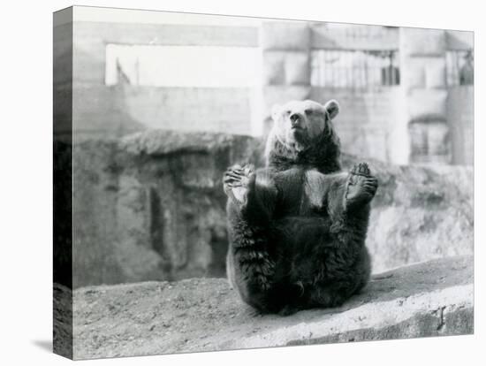 A Brown Bear Sitting Back and Holding its Hind Feet with its Paws-Frederick William Bond-Premier Image Canvas