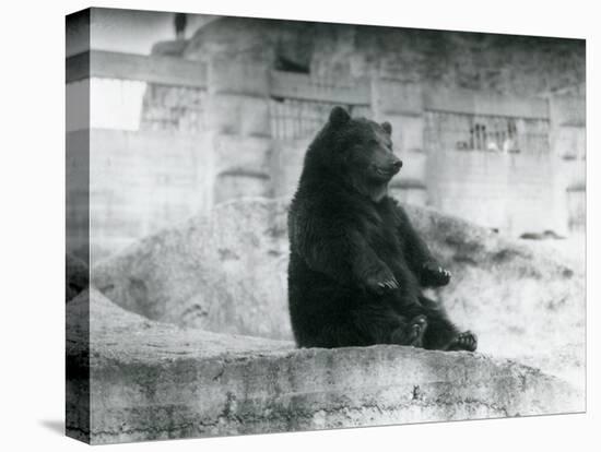 A Brown Bear Sitting Up in its Enclosure at the Foot of the Mappin Terraces at London Zoo-Frederick William Bond-Premier Image Canvas