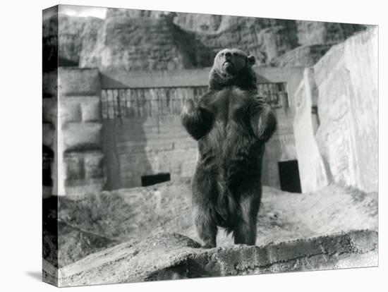 A Brown Bear Stands Upright on its Hind Legs, Mappin Terraces, London Zoo, August 1921-Frederick William Bond-Premier Image Canvas