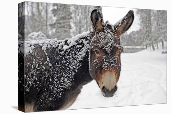 A Brown Donkey Commited with Snow on Wintry Pasture-Harald Lange-Premier Image Canvas