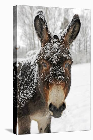 A Brown Donkey Commited with Snow on Wintry Pasture-Harald Lange-Premier Image Canvas
