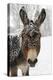 A Brown Donkey Commited with Snow on Wintry Pasture-Harald Lange-Premier Image Canvas