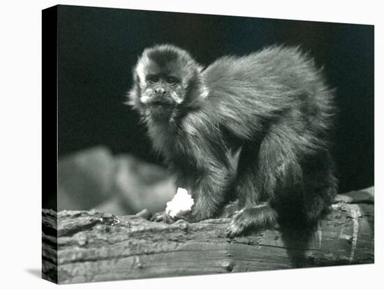 A Brown or Tufted Capuchin at London Zoo, July 1914 (B/W Photo)-Frederick William Bond-Premier Image Canvas