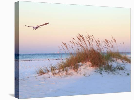 A Brown Pelican Flies over a White Sand Florida Beach at Sunrise-Steve Bower-Premier Image Canvas