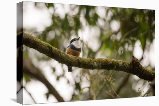 A Buff Bellied Puffbird, Notharchus Swainsoni, on a Branch in Ubatuba, Brazil-Alex Saberi-Premier Image Canvas