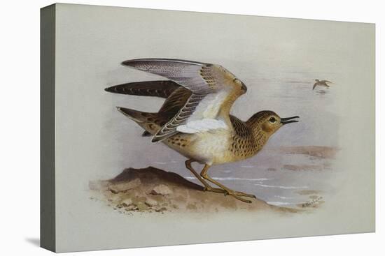 A Buff-Breasted Sandpiper-Archibald Thorburn-Premier Image Canvas