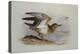 A Buff-Breasted Sandpiper-Archibald Thorburn-Premier Image Canvas