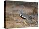 A Buff-Crested Bustard in Tsavo East National Park-Nigel Pavitt-Premier Image Canvas