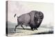 A Buffalo Bull Grazing-George Catlin-Premier Image Canvas