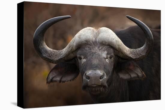 A Buffalo Portrait-Mario Moreno-Premier Image Canvas