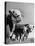 A Bull, a Cow and a Five Day Old Calf, Standing in the Field-null-Premier Image Canvas