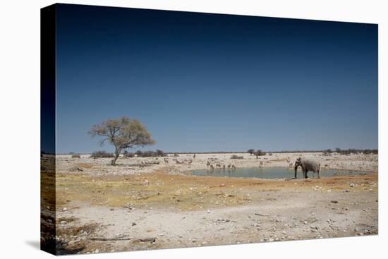 A Bull Elephant Drinks from a Watering Hole-Alex Saberi-Premier Image Canvas
