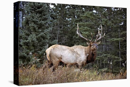 A Bull Elk Grazes, Rocky Mts, Jasper National Park, Canada-Richard Wright-Premier Image Canvas