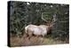 A Bull Elk Grazes, Rocky Mts, Jasper National Park, Canada-Richard Wright-Premier Image Canvas