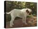 A Bulldog on a Garden Path (Oil on Canvas)-Arthur Heyer-Premier Image Canvas