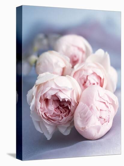 A Bunch of Pink Pastel Roses on a Blue Satin Background-Eugenio Franchi-Premier Image Canvas