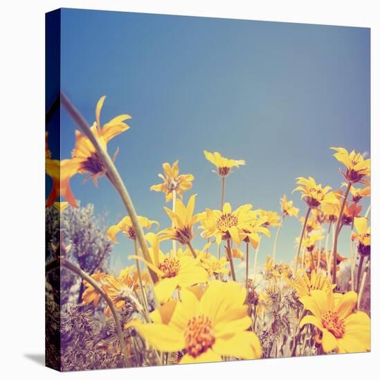A Bunch of Pretty Balsamroot Flowers Done with a Soft Vintage Instagram like Effect Filter-graphicphoto-Stretched Canvas