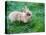 A Bunny Sitting on Green Grass-zurijeta-Premier Image Canvas