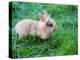 A Bunny Sitting on Green Grass-zurijeta-Premier Image Canvas