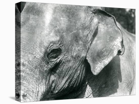 A Burmese Elephant, London Zoo, September 1926 (B/W Photo)-Frederick William Bond-Premier Image Canvas