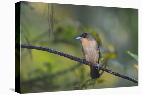 A Burnished Buff Tanager Perches in a Tree in Ubatuba-Alex Saberi-Premier Image Canvas