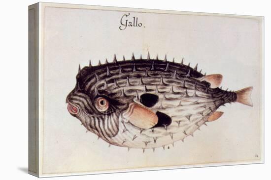 A Burrfish-John White-Premier Image Canvas