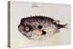 A Burrfish-John White-Premier Image Canvas