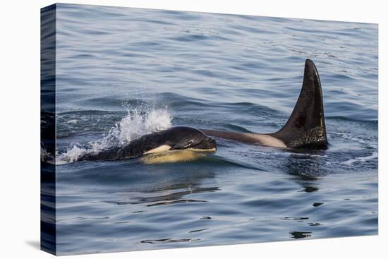 A Calf and Adult Killer Whale (Orcinus Orca) in Glacier Bay National Park, Southeast Alaska-Michael Nolan-Premier Image Canvas