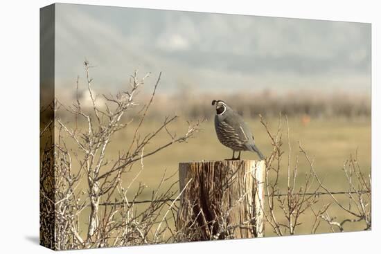 A California Quail on a Fence Post in the Carson Valley of Nevada-John Alves-Premier Image Canvas