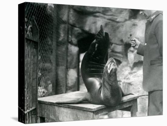 A Californian Sealion Performs for its Keeper at London Zoo, July 1921-Frederick William Bond-Premier Image Canvas