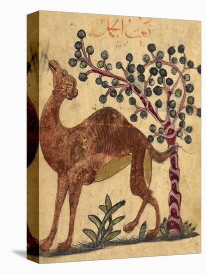 A Camel Passing a Tree-Aristotle ibn Bakhtishu-Premier Image Canvas