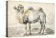 A Camel-Cornelis Saftleven-Premier Image Canvas