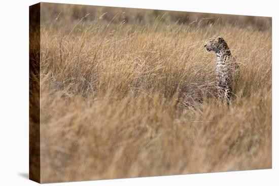 A Camouflaged Female Leopard Stalks Her Prey In High Grass-Karine Aigner-Premier Image Canvas