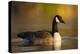 A Canada Goose on a Lake in Southern California-Neil Losin-Premier Image Canvas