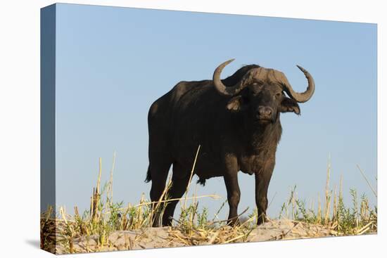 A Cape buffalo (Syncerus caffer), Chobe National Park, Botswana, Africa-Sergio Pitamitz-Premier Image Canvas
