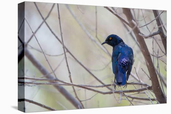 A Cape Glossy Starling, Lamprotornis Nitens, Rests on a Branch in Etosha National Park-Alex Saberi-Premier Image Canvas
