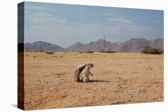 A Cape Ground Squirrel, Xerus Inures, on the Look Out in Solitaire, Namibia-Alex Saberi-Premier Image Canvas
