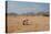 A Cape Ground Squirrel, Xerus Inures, on the Look Out in Solitaire, Namibia-Alex Saberi-Premier Image Canvas