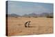 A Cape Ground Squirrel, Xerus Inures, on the Look Out in Solitaire, Namibia-Alex Saberi-Premier Image Canvas