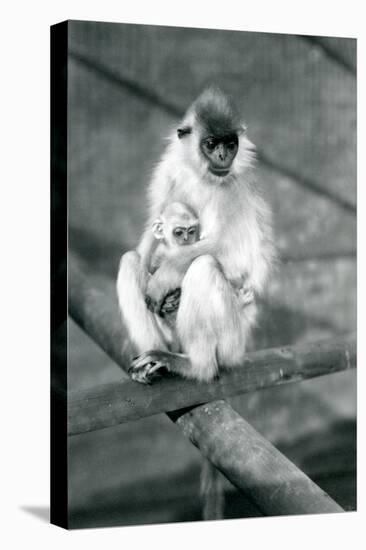 A Capped Langur Holding Baby While Sitting on a Beam, London Zoo, 11th November 1913-Frederick William Bond-Premier Image Canvas