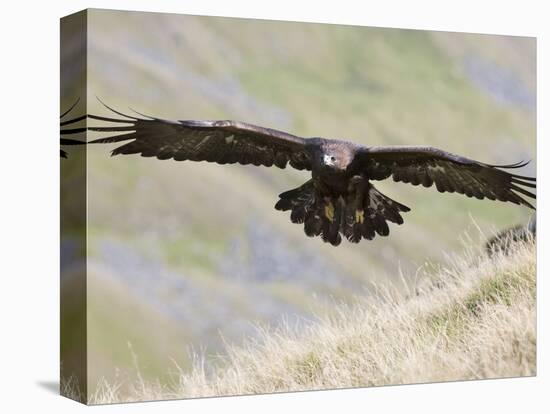 A Captive Golden Eagle (Aquila Chrysaetos), Flying Over Moorland, United Kingdom, Europe-Ann & Steve Toon-Premier Image Canvas