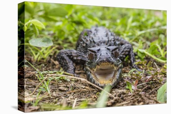 A captive Schneider's smooth-fronted caiman , San Francisco Village, Loreto, Peru-Michael Nolan-Premier Image Canvas