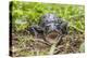 A captive Schneider's smooth-fronted caiman , San Francisco Village, Loreto, Peru-Michael Nolan-Premier Image Canvas