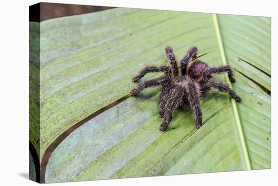A captured Peruvian tarantula , Landing Casual, Upper Amazon River Basin, Loreto, Peru-Michael Nolan-Premier Image Canvas