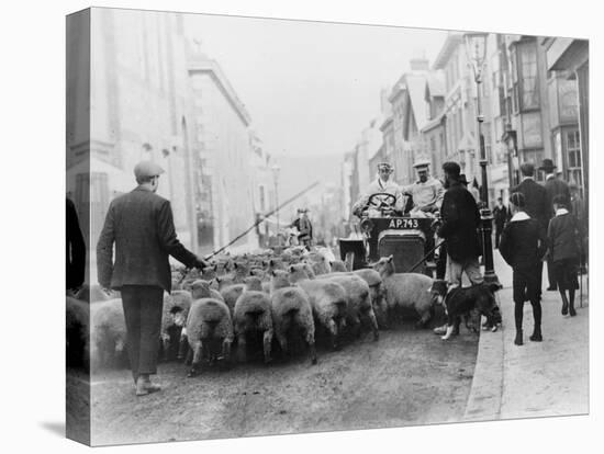 A Car Surrounded by Sheep, Lewes High Street, East Sussex-null-Premier Image Canvas