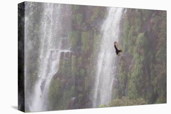 A Caracara Flies Past Iguacu Falls-Alex Saberi-Premier Image Canvas