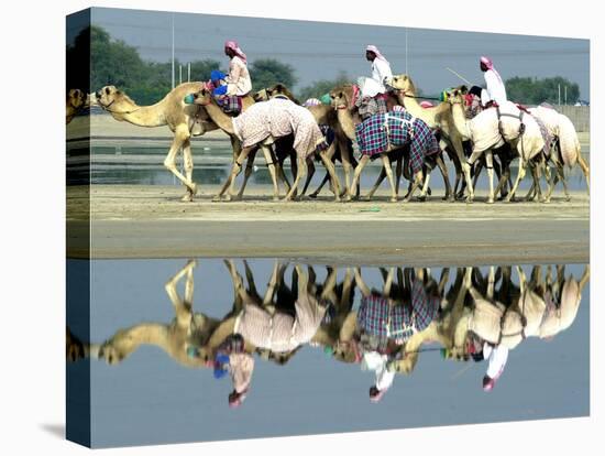 A Caravan of Racing Camels Return from a Morning Training Session-null-Premier Image Canvas
